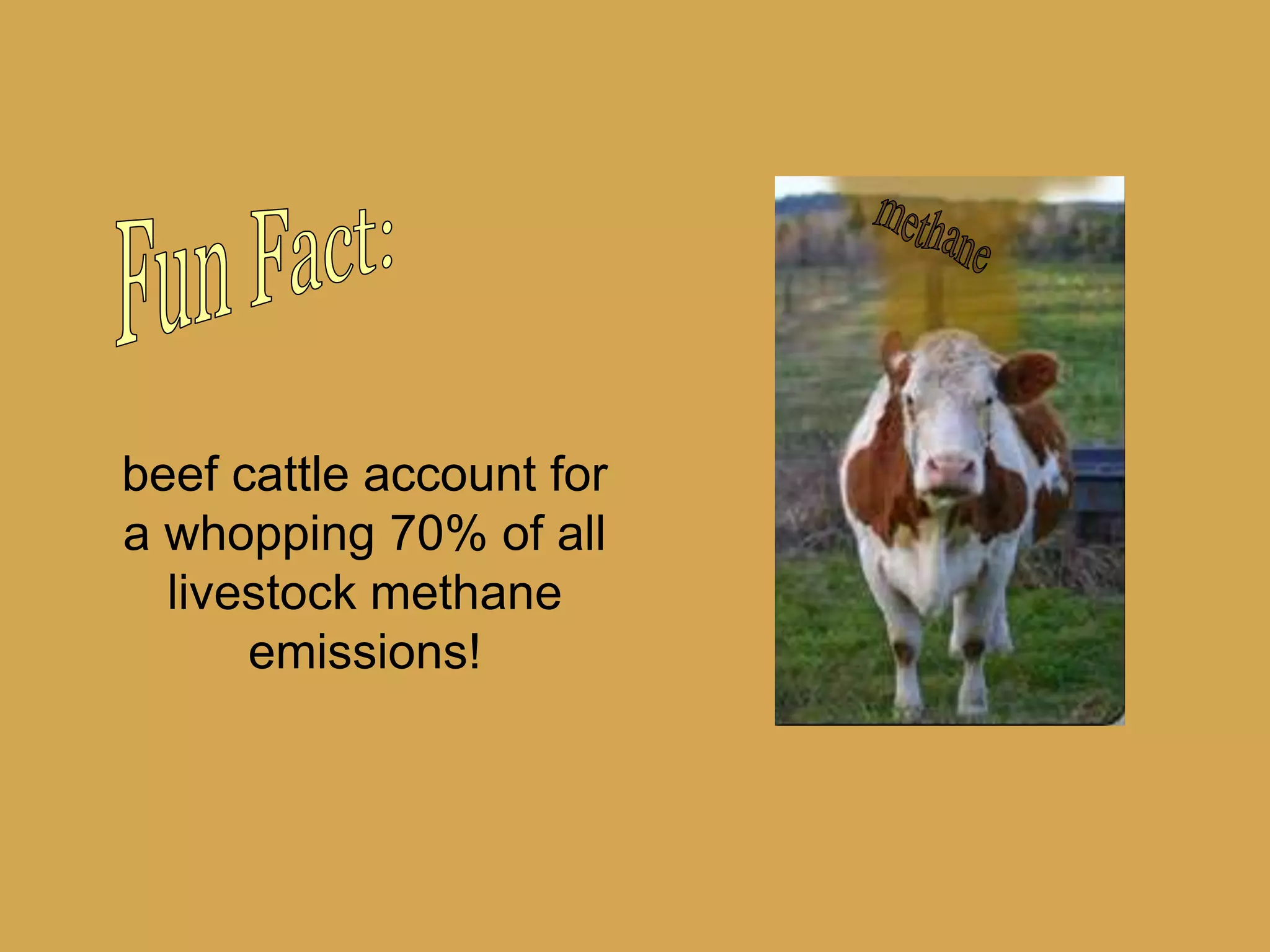 Fun Fact:methanebeef cattle account for a whopping 70% of all livestock methane emissions!