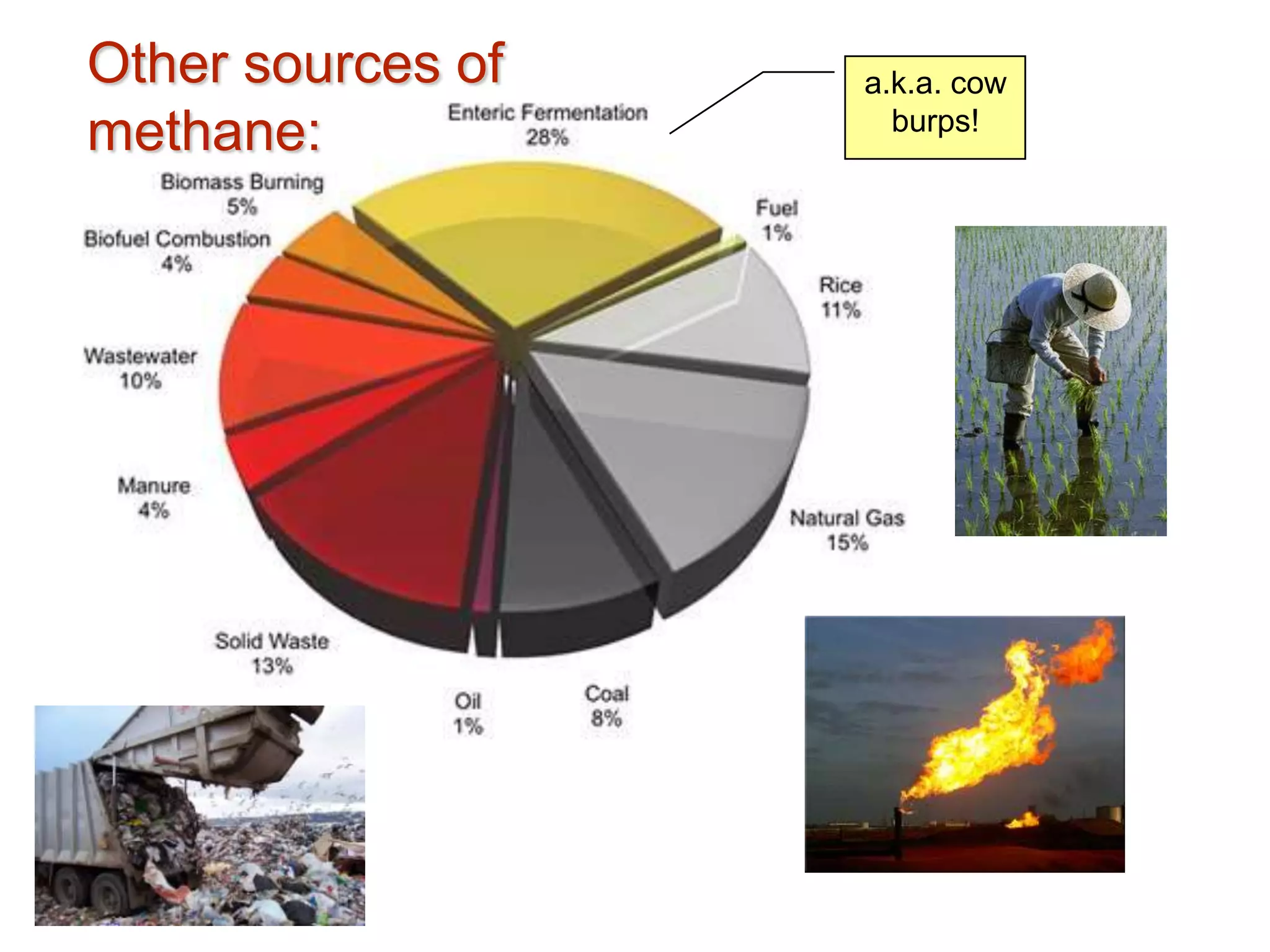 Other sources of methane:a.k.a. cow burps!
