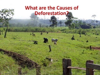 What are the Causes of Deforestation?