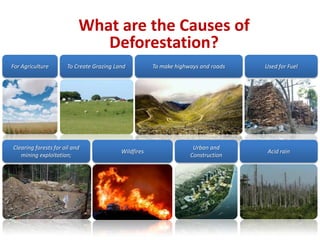What are the Causes of Deforestation?To Create Grazing LandUsed for FuelTo make highways and roadsFor AgricultureUrban and Construction Clearing forests for oil and mining exploitation;WildfiresAcid rain