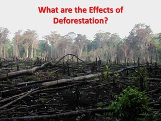 What are the Effects of Deforestation?