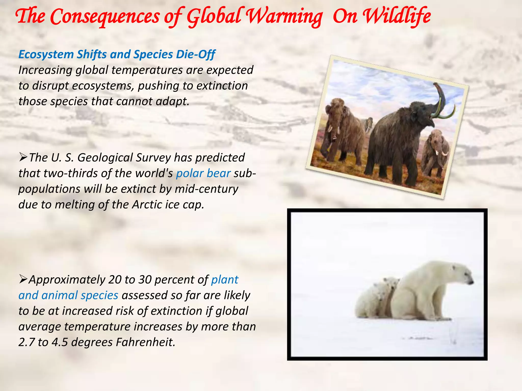 The Consequences of Global Warming On Wildlife
Ecosystem Shifts and Species Die-Off
Increasing global temperatures are expected
to disrupt ecosystems, pushing to extinction
those species that cannot adapt.



The U. S. Geological Survey has predicted
that two-thirds of the world's polar bear sub-
populations will be extinct by mid-century
due to melting of the Arctic ice cap.




Approximately 20 to 30 percent of plant
and animal species assessed so far are likely
to be at increased risk of extinction if global
average temperature increases by more than
2.7 to 4.5 degrees Fahrenheit.
 