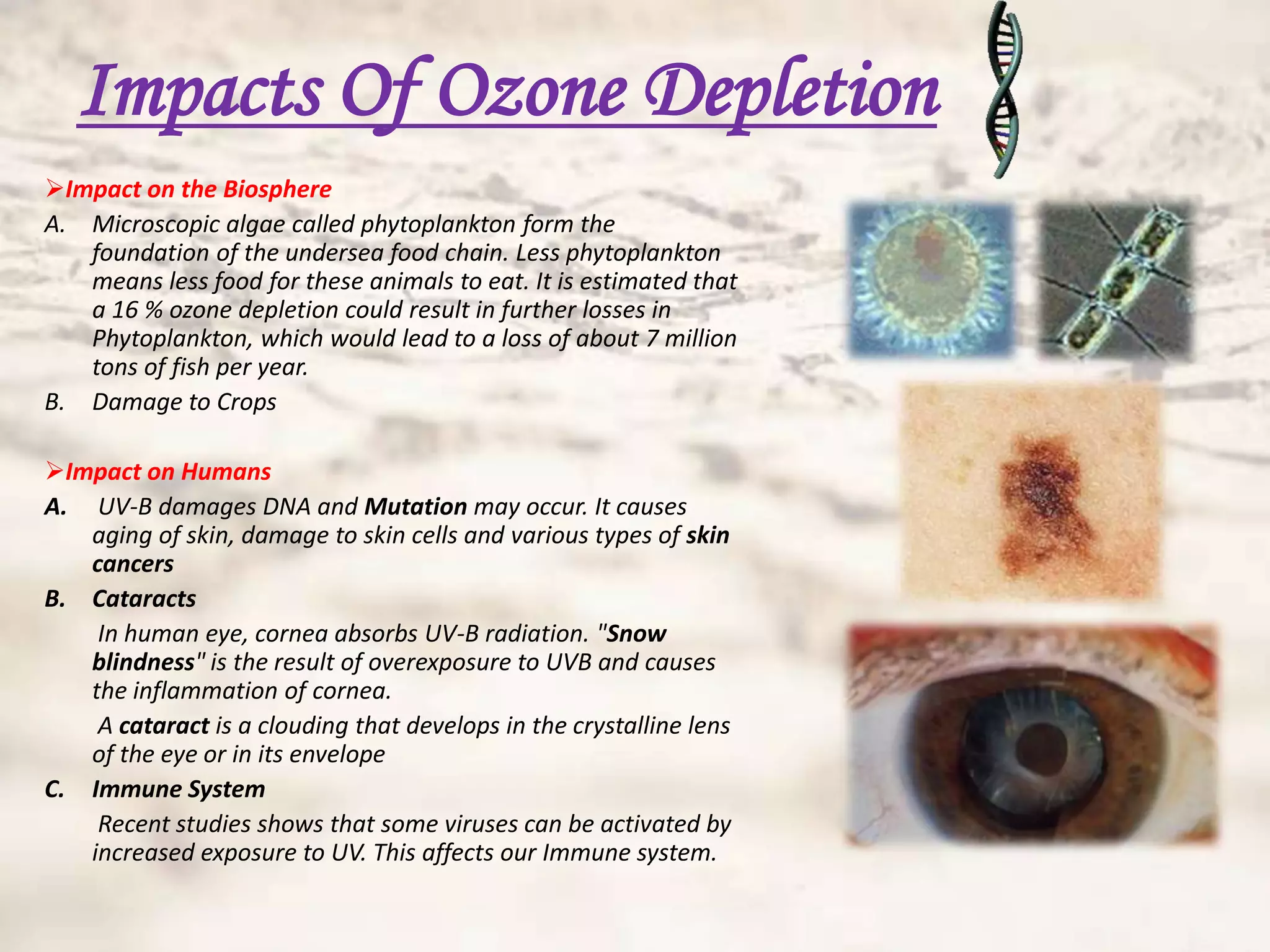 Impacts Of Ozone Depletion
Impact on the Biosphere
A. Microscopic algae called phytoplankton form the
   foundation of the undersea food chain. Less phytoplankton
   means less food for these animals to eat. It is estimated that
   a 16 % ozone depletion could result in further losses in
   Phytoplankton, which would lead to a loss of about 7 million
   tons of fish per year.
B. Damage to Crops

Impact on Humans
A. UV-B damages DNA and Mutation may occur. It causes
   aging of skin, damage to skin cells and various types of skin
   cancers
B. Cataracts
    In human eye, cornea absorbs UV-B radiation. "Snow
   blindness" is the result of overexposure to UVB and causes
   the inflammation of cornea.
    A cataract is a clouding that develops in the crystalline lens
   of the eye or in its envelope
C. Immune System
    Recent studies shows that some viruses can be activated by
   increased exposure to UV. This affects our Immune system.
 