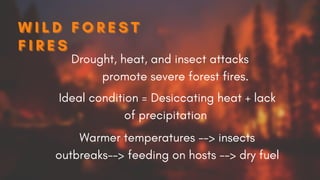 W I L D F O R E S T
W I L D F O R E S T
W I L D F O R E S T
F I R E S
F I R E S
F I R E S
Drought, heat, and insect attacks
promote severe forest fires.
Ideal condition = Desiccating heat + lack
of precipitation
Warmer temperatures --> insects
outbreaks--> feeding on hosts --> dry fuel
 