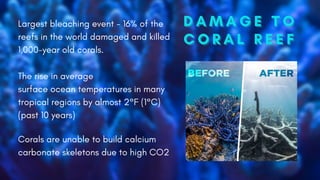 The rise in average
surface ocean temperatures in many
tropical regions by almost 2°F (1°C)
(past 10 years)
Corals are unable to build calcium
carbonate skeletons due to high CO2
Largest bleaching event - 16% of the
reefs in the world damaged and killed
1,000-year old corals.
D A M A G E T O
D A M A G E T O
D A M A G E T O
C O R A L R E E F
C O R A L R E E F
C O R A L R E E F
 