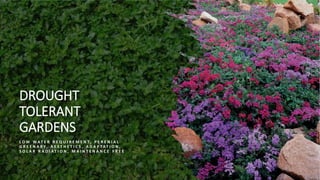 DROUGHT
TOLERANT
GARDENS
L O W W A T E R R E Q U I R E M E N T, P E R E N I A L
G R E E N A R Y, A E S T H E T I C S , A D A P T A T I O N ,
S O L A R R A D I A T I O N , M A I N T E N A N C E F R E E
 
