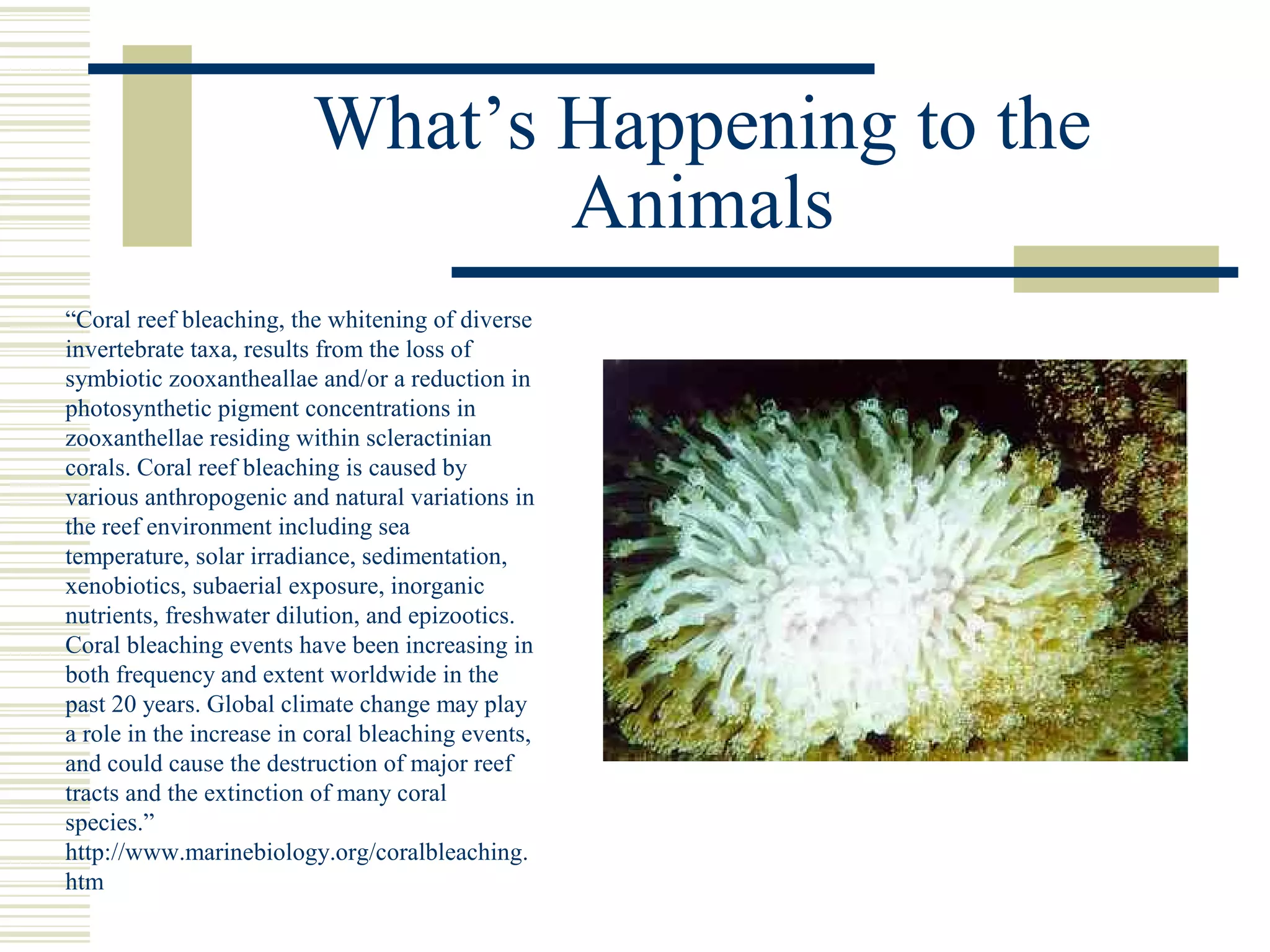 What’s Happening to the
Animals
“Coral reef bleaching, the whitening of diverse
invertebrate taxa, results from the loss of
symbiotic zooxantheallae and/or a reduction in
photosynthetic pigment concentrations in
zooxanthellae residing within scleractinian
corals. Coral reef bleaching is caused by
various anthropogenic and natural variations in
the reef environment including sea
temperature, solar irradiance, sedimentation,
xenobiotics, subaerial exposure, inorganic
nutrients, freshwater dilution, and epizootics.
Coral bleaching events have been increasing in
both frequency and extent worldwide in the
past 20 years. Global climate change may play
a role in the increase in coral bleaching events,
and could cause the destruction of major reef
tracts and the extinction of many coral
species.”
http://www.marinebiology.org/coralbleaching.
htm
 