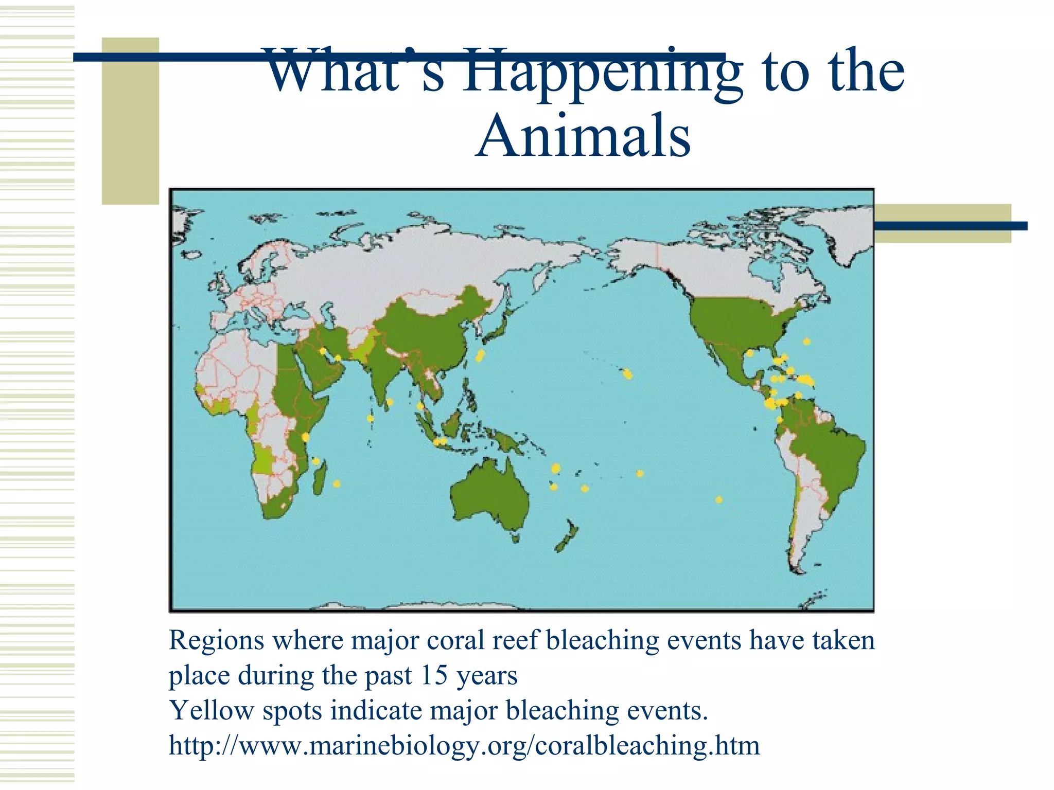 What’s Happening to the
Animals
Regions where major coral reef bleaching events have taken
place during the past 15 years
Yellow spots indicate major bleaching events.
http://www.marinebiology.org/coralbleaching.htm
 