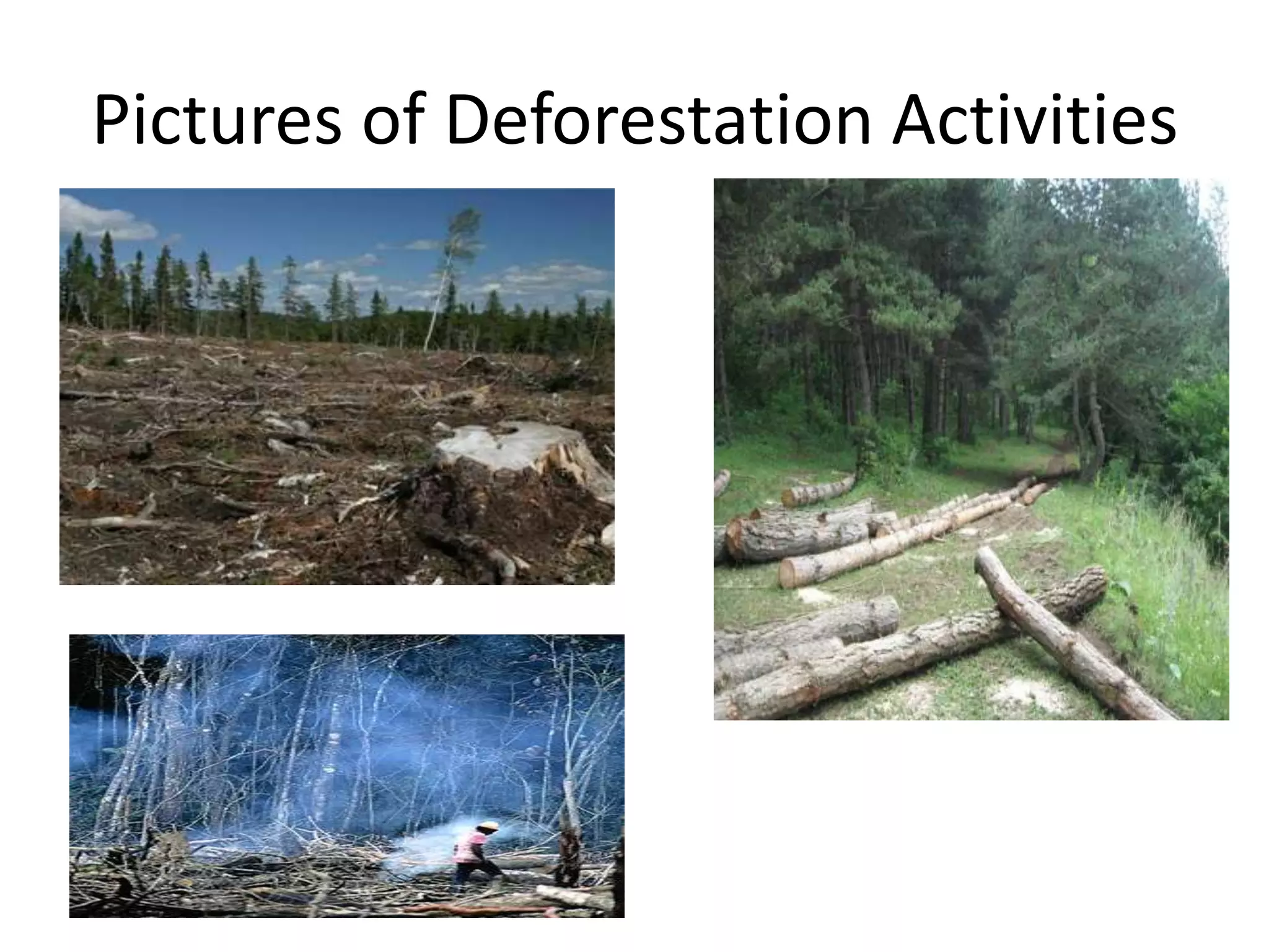 Pictures of Deforestation Activities
 