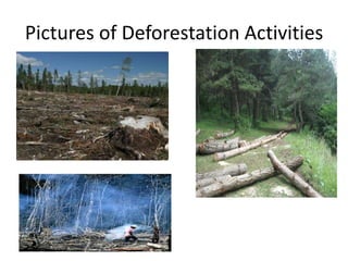 Pictures of Deforestation Activities
 