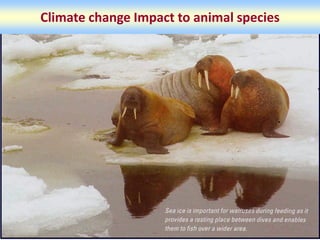 Climate change Impact to animal species
 