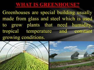 WHAT IS GREENHOUSE?
Greenhouses are special building usually
made from glass and steel which is used
to grow plants that need humidity,
tropical temperature and constant
growing conditions.
 