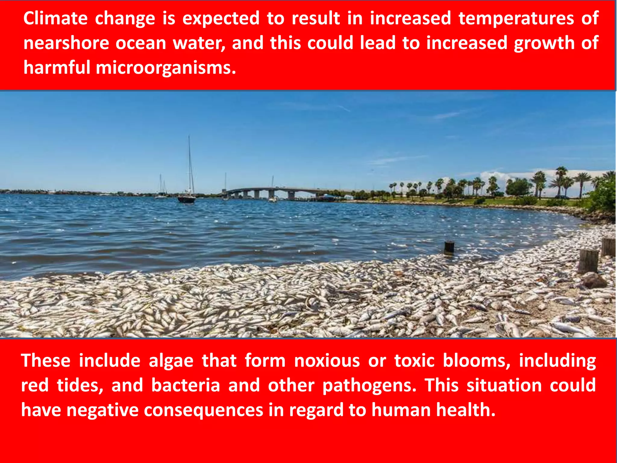 Climate change is expected to result in increased temperatures of
nearshore ocean water, and this could lead to increased growth of
harmful microorganisms.
These include algae that form noxious or toxic blooms, including
red tides, and bacteria and other pathogens. This situation could
have negative consequences in regard to human health.
 