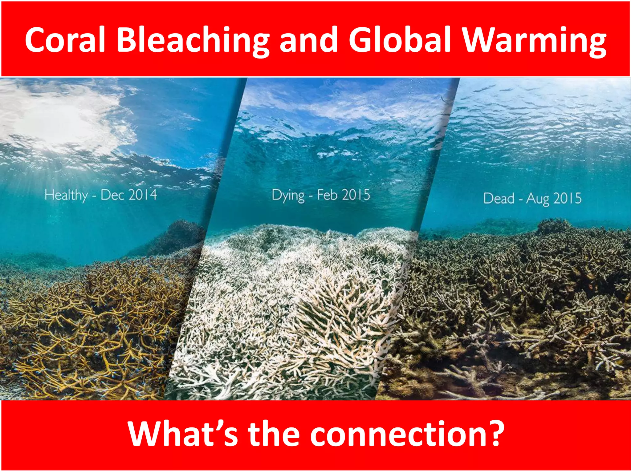 Coral Bleaching and Global Warming
What’s the connection?
 