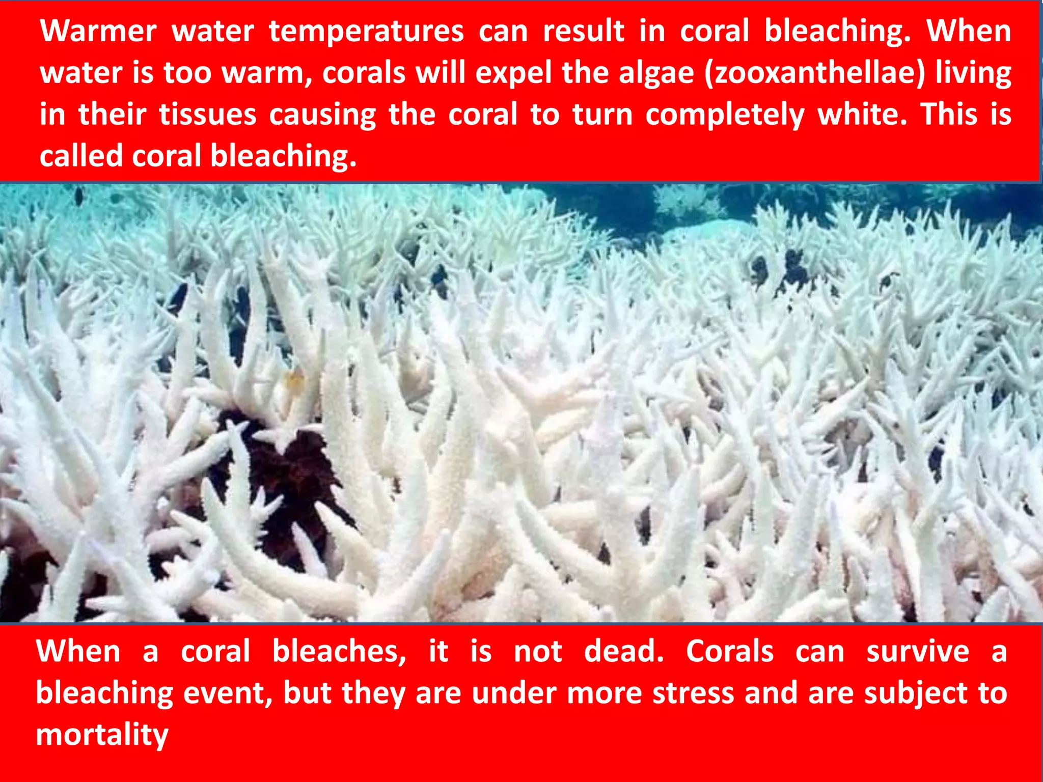 Warmer water temperatures can result in coral bleaching. When
water is too warm, corals will expel the algae (zooxanthellae) living
in their tissues causing the coral to turn completely white. This is
called coral bleaching.
When a coral bleaches, it is not dead. Corals can survive a
bleaching event, but they are under more stress and are subject to
mortality
 