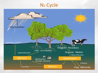 N2 Cycle
 