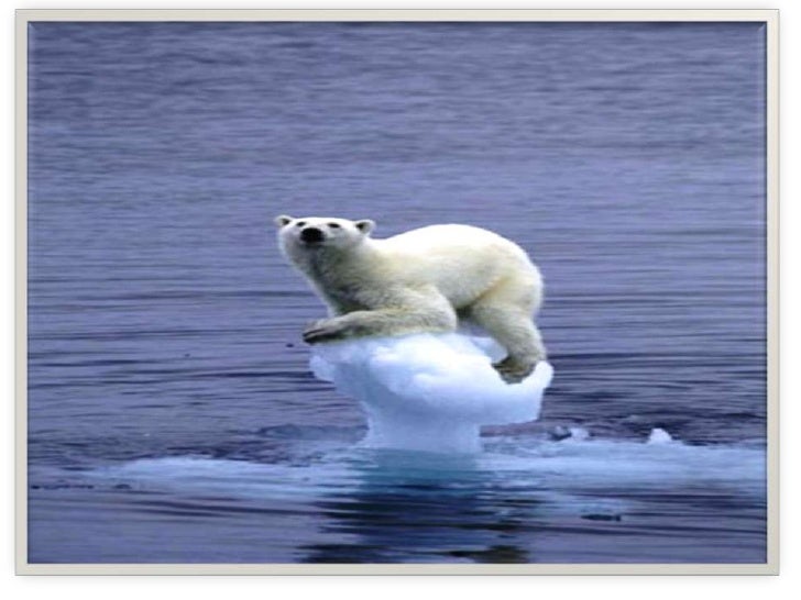 essays on global warming and polar bears Of 20 distinct polar bear populations polar bears and global warming [ if you wish to make a comment on this essay go to the blog entry. essays on global warming and polar bears Of 20 distinct polar bear populations polar bears and global warming [ if you wish to make a comment on this essay go to the blog entry.