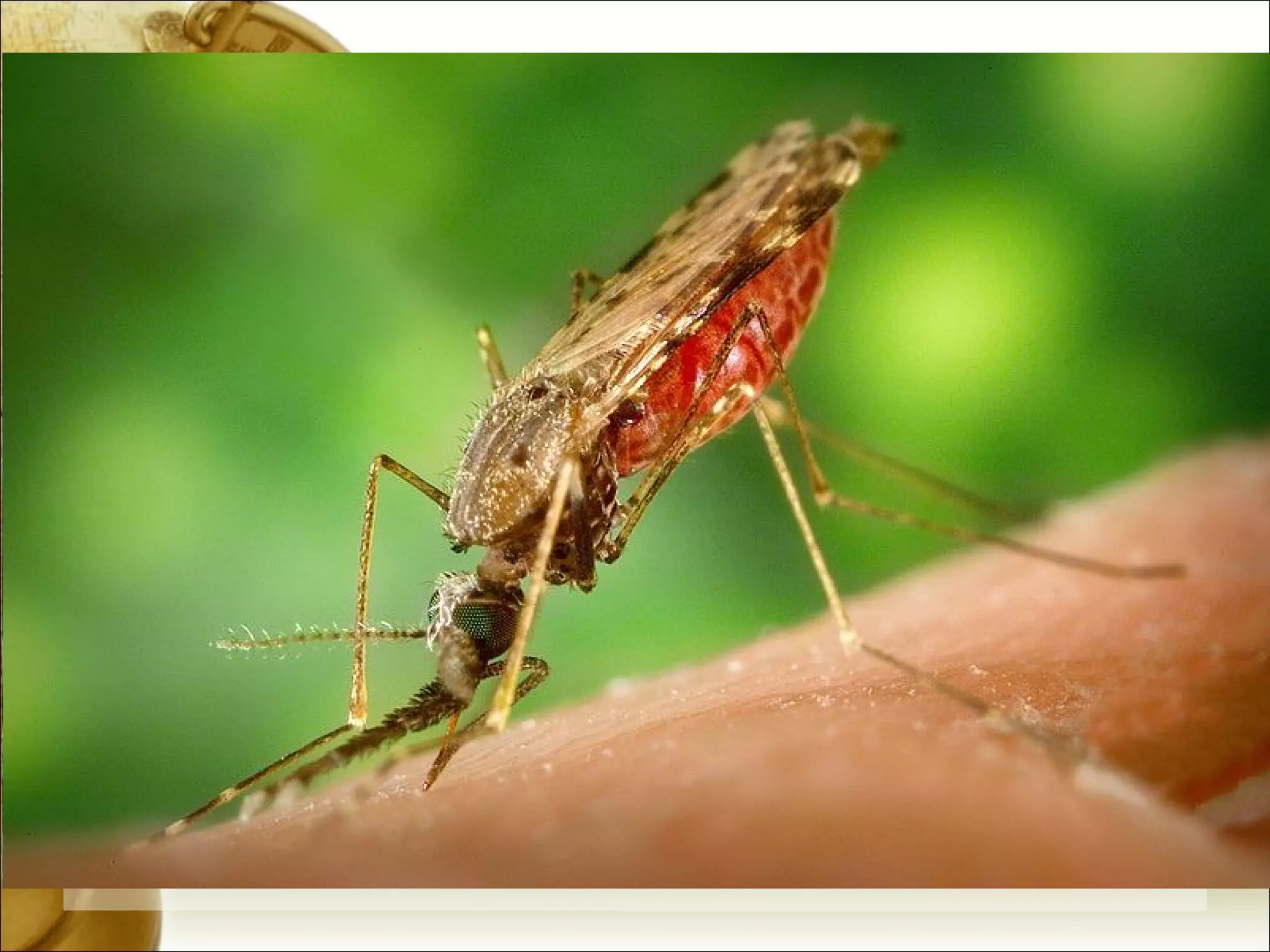 Changes in season - longer summers, shorter winters Weather changes - lengthened, intensified, and frequently occurring  extreme weather events Loss of Arctic Sea Ice - thinning continues at  4 inches/year = loss of ability to reflect heat back into space = faster warming Melting of permafrost (solid structures of frozen soil of arctic and subarctic regions) - carbon it once held can be released; ground will become unstable and eroded Tundra was once a carbon sink but b/c of increasing temps, is now a carbon emitter Increasing rates and widespread of diseases as mosquitoes breed easiest warmer waters 