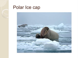Polar Ice cap
 