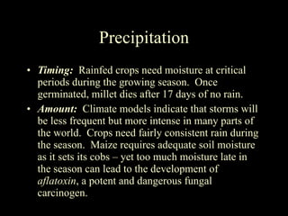 Precipitation Timing:  Rainfed crops need moisture at critical periods during the growing season.  Once germinated, millet dies after 17 days of no rain. Amount:  Climate models indicate that storms will be less frequent but more intense in many parts of the world.  Crops need fairly consistent rain during the season.  Maize requires adequate soil moisture as it sets its cobs – yet too much moisture late in the season can lead to the development of  aflatoxin , a potent and dangerous fungal carcinogen. 