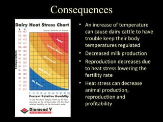 Consequences An increase of temperature can cause dairy cattle to have trouble keep their body temperatures regulated Decreased milk production Reproduction decreases due to heat stress lowering the fertility rate Heat stress can decrease animal production, reproduction and profitability 