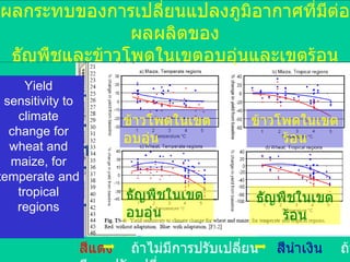ผลกระทบของการเปลี่ยนแปลงภูมิอากาศที่มีต่อผลผลิตของ ธัญพืชและข้าวโพดในเขตอบอุ่นและเขตร้อน ธัญพืชในเขตอบอุ่น ข้าวโพดในเขตอบอุ่น ข้าวโพดในเขตร้อน ธัญพืชในเขตร้อน สีแดง   ถ้าไม่มีการปรับเปลี่ยน  สีนำเงิน   ถ้ามีการปรับเปลี่ยน  Yield sensitivity to climate change for wheat and maize, for temperate and tropical regions 