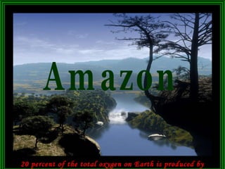 20 percent of the total oxygen on Earth is produced by the Amazon. Amazon 