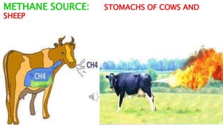 METHANE SOURCE: STOMACHS OF COWS AND 
SHEEP 
 