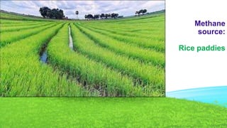 Methane 
source: 
Rice paddies 
 