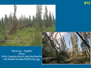# 12 “ Opit ý les - Aljaška ” Zdroj:  http://people.sinclair.edu/phylliswilliams/Alaska/drunken%20forest.jpg 
