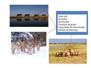 Líder-alfa
(tomador
de decisão)
Tamanho do grupo;
Capacidade de comunicação;
Modelo de liderança.
 