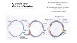 Capas del
Globo Ocular
1. túnica externa: esclerotica y
córnea
2. túnica media (úvea): coroides,
cuerpo ciliar e iris.
3. tunica interna: retina
 