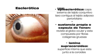 Esclerótica capas• epiesclerótica: capa
externa de tejido conjuntivo
laxo contigua al tejido adiposo
periorbitario
•
• sustancia propia o
capsula de Tenon:
reviste al globo ocular y esta
compuesta por fibras
colagenas gruesas
• lamina
supracoroidea:
superficie interna que esta
junto a la coroides
 