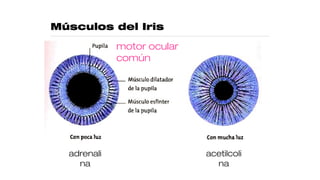 Músculos del Iris
motor ocular
común
acetilcoli
na
adrenali
na
 