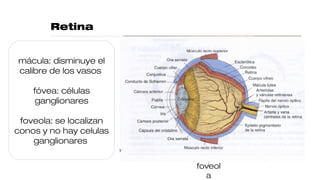 Retina
mácul
a
fóve
a
foveol
a
n.
óptico
mácula: disminuye el
calibre de los vasos
fóvea: células
ganglionares
foveola: se localizan
conos y no hay celulas
ganglionares
 