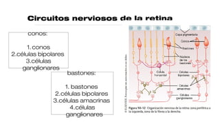 Circuitos nerviosos de la retina
conos:
1. conos
2.células bipolares
3.células
ganglionares
bastones:
1. bastones
2.células bipolares
3.células amacrinas
4.células
ganglionares
 