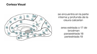 Corteza Visual
se encuentra en la parte
interna y profunda de la
cisura calcarían
area estriada o 17 de
brodman
paraestriada 18
periestriada 19
 
