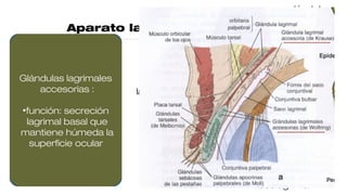 Aparato lagrimal
- secretora
- excretora
glándula
lagrimal
principal
conducto
lagrimal
superior
saco
lagrimal
conducto
nasolagrimal
Glándula lagrimal
principal:
• secreta lagrima al
fondo de saco
superior
• secreción refleja ante
estímulos dañinos y
psicógenos
• inervación eferente:
VII
• inervación aferente: V
Glándulas lagrimales
accesorias :
•función: secreción
lagrimal basal que
mantiene húmeda la
superficie ocular
 