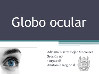 Globo ocular
Adriana Lisette Bejar Macouzet
Sección 07
1103247B
Anatomía Regional
 