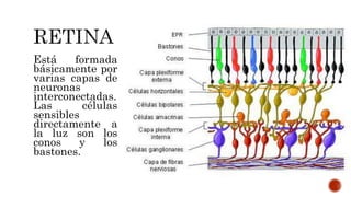 Está formada
básicamente por
varias capas de
neuronas
interconectadas.
Las células
sensibles
directamente a
la luz son los
conos y los
bastones.
 