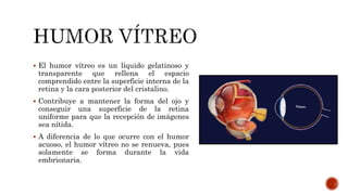  El humor vítreo es un líquido gelatinoso y
transparente que rellena el espacio
comprendido entre la superficie interna de la
retina y la cara posterior del cristalino.
 Contribuye a mantener la forma del ojo y
conseguir una superficie de la retina
uniforme para que la recepción de imágenes
sea nítida.
 A diferencia de lo que ocurre con el humor
acuoso, el humor vítreo no se renueva, pues
solamente se forma durante la vida
embrionaria.
 