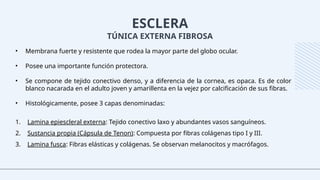 ESCLERA
TÚNICA EXTERNA FIBROSA
• Membrana fuerte y resistente que rodea la mayor parte del globo ocular.
• Posee una importante función protectora.
• Se compone de tejido conectivo denso, y a diferencia de la cornea, es opaca. Es de color
blanco nacarada en el adulto joven y amarillenta en la vejez por calcificación de sus fibras.
• Histológicamente, posee 3 capas denominadas:
1. Lamina epiescleral externa: Tejido conectivo laxo y abundantes vasos sanguíneos.
2. Sustancia propia (Cápsula de Tenon): Compuesta por fibras colágenas tipo I y III.
3. Lamina fusca: Fibras elásticas y colágenas. Se observan melanocitos y macrófagos.
 