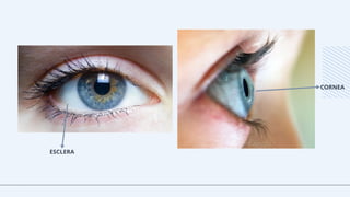 ESCLERA
CORNEA
 