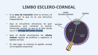 LIMBO ESCLERO-CORNEAL
• Es la zona de transición entre la cornea y la
esclera, por lo que no es una estructura
independiente.
• Aquí se encuentran estructuras de gran
importancia para mantener la presión
intraocular normal, ya que es el sitio donde
ocurre el drenaje del humor acuoso.
• Aquí es donde encontramos las células
madres capaces de proliferar y regenerar el
epitelio corneal.
• En este lugar se enfrenta el epitelio corneal
con el epitelio conjuntival.
ESCLERA
CORNEA
LIMBO
ESCLERO-CORNEAL
 