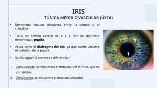 IRIS
• Membrana circular dispuesta entre la cornea y el
cristalino.
• Tiene un orificio central de 4 a 6 mm de diámetro
denominado pupila.
• Actúa como el diafragma del ojo, ya que puede variarse
el diámetro de la pupila.
• Se distinguen 2 sectores a diferenciar:
1. Zona pupilar: Se encuentra el musculo del esfínter, que es
constrictor.
2. Zona media: se encuentra el musculo dilatador.
1
2
TÚNICA MEDIA O VASCULAR (ÚVEA)
 