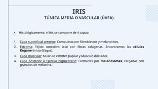 IRIS
• Histológicamente, el iris se compone de 4 capas:
1. Capa superficial anterior: Compuesta por fibroblastos y melanocitos.
2. Estroma: Tejido conectivo laxo con fibras colágenas. Encontramos las células
Koganei (macrófagos).
3. Capa muscular: Musculo esfínter pupilar y Musculo dilatador.
4. Capa posterior o Epitelio pigmentario: Formadas por melanosomas, cargadas con
gránulos de melanina.
TÚNICA MEDIA O VASCULAR (ÚVEA)
 