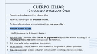 CUERPO CILIAR
TÚNICA MEDIA O VASCULAR (ÚVEA)
• Estructura situada entre el iris y la coroides.
• Recibe su nombre por los procesos ciliares.
• Contiene el musculo de acomodación del ojo (musculo ciliar).
• Produce humor acuoso.
• Histológicamente, se distinguen 4 capas:
1. Epitelio ciliar: Contiene a las células no pigmentarias (producen humor acuoso) y a las
células pigmentarias (contienen gránulos de melanina).
2. Estroma: Melanocitos y capilares fenestrados.
3. Musculo ciliar: 3 capas de fibras musculares lisas (longitudinal, oblicua y circular).
4. Espacio supraciliar: Espacio virtual en comunicación con el espacio supracoroideo.
 