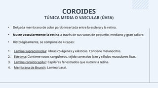COROIDES
TÚNICA MEDIA O VASCULAR (ÚVEA)
• Delgada membrana de color pardo insertada entre la esclera y la retina.
• Nutre vascularmente la retina a través de sus vasos de pequeño, mediano y gran calibre.
• Histológicamente, se compone de 4 capas:
1. Lamina supracoroidea: Fibras colágenas y elásticas. Contiene melanocitos.
2. Estroma: Contiene vasos sanguíneos, tejido conectivo laxo y células musculares lisas.
3. Lamina coroidocapilar: Capilares fenestrados que nutren la retina.
4. Membrana de Brunch: Lamina basal.
 