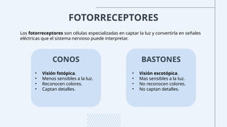 FOTORRECEPTORES
Los fotorreceptores son células especializadas en captar la luz y convertirla en señales
eléctricas que el sistema nervioso puede interpretar.
CONOS BASTONES
• Visión escotópica.
• Mas sensibles a la luz.
• No reconocen colores.
• No captan detalles.
• Visión fotópica.
• Menos sensibles a la luz.
• Reconocen colores.
• Captan detalles.
 