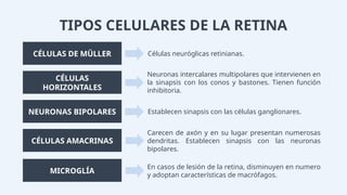 TIPOS CELULARES DE LA RETINA
CÉLULAS DE MÜLLER
CÉLULAS
HORIZONTALES
NEURONAS BIPOLARES
CÉLULAS AMACRINAS
Células neuróglicas retinianas.
Neuronas intercalares multipolares que intervienen en
la sinapsis con los conos y bastones. Tienen función
inhibitoria.
Establecen sinapsis con las células ganglionares.
Carecen de axón y en su lugar presentan numerosas
dendritas. Establecen sinapsis con las neuronas
bipolares.
MICROGLÍA
En casos de lesión de la retina, disminuyen en numero
y adoptan características de macrófagos.
 